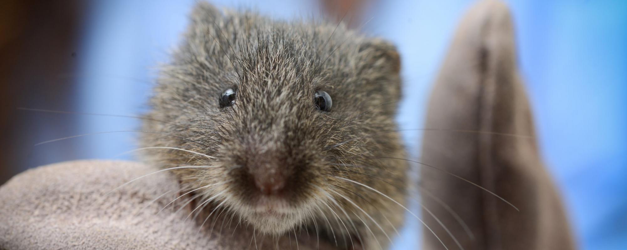 Amargosa vole