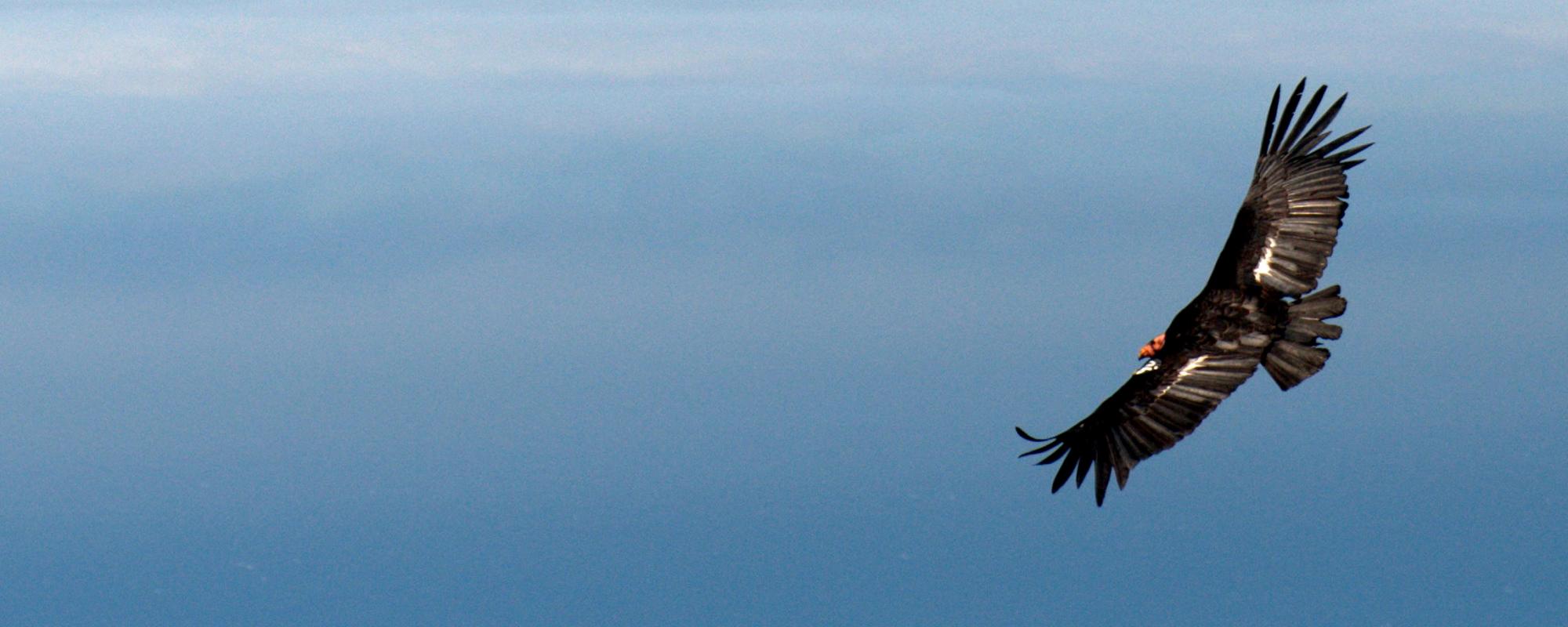 California condor