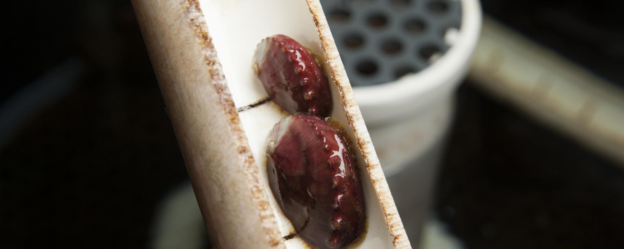 Juvenile white abalone bred at UC Davis Bodega Marine Laboratory