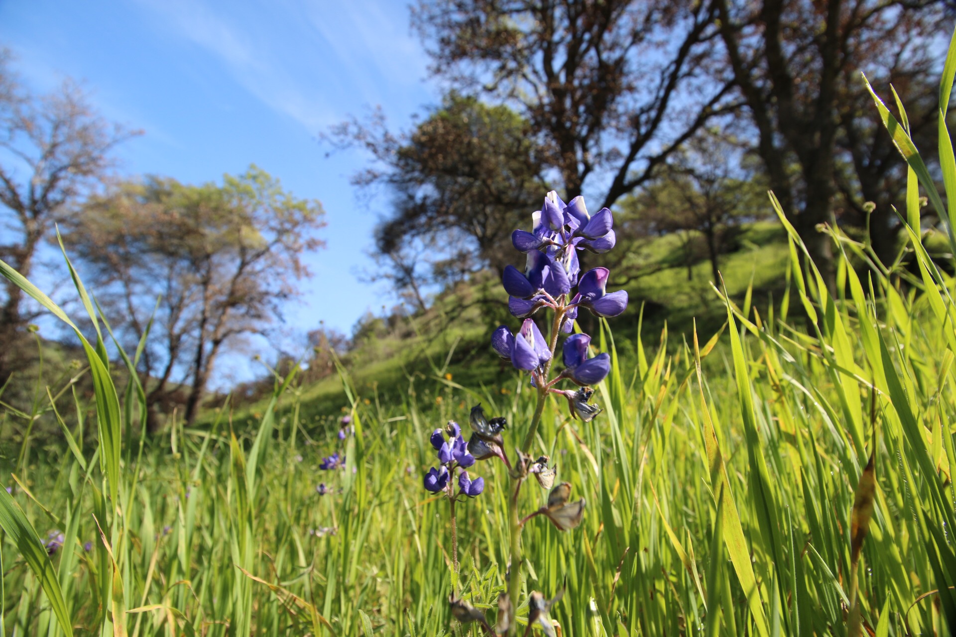 Wildflower blooms in field of grass