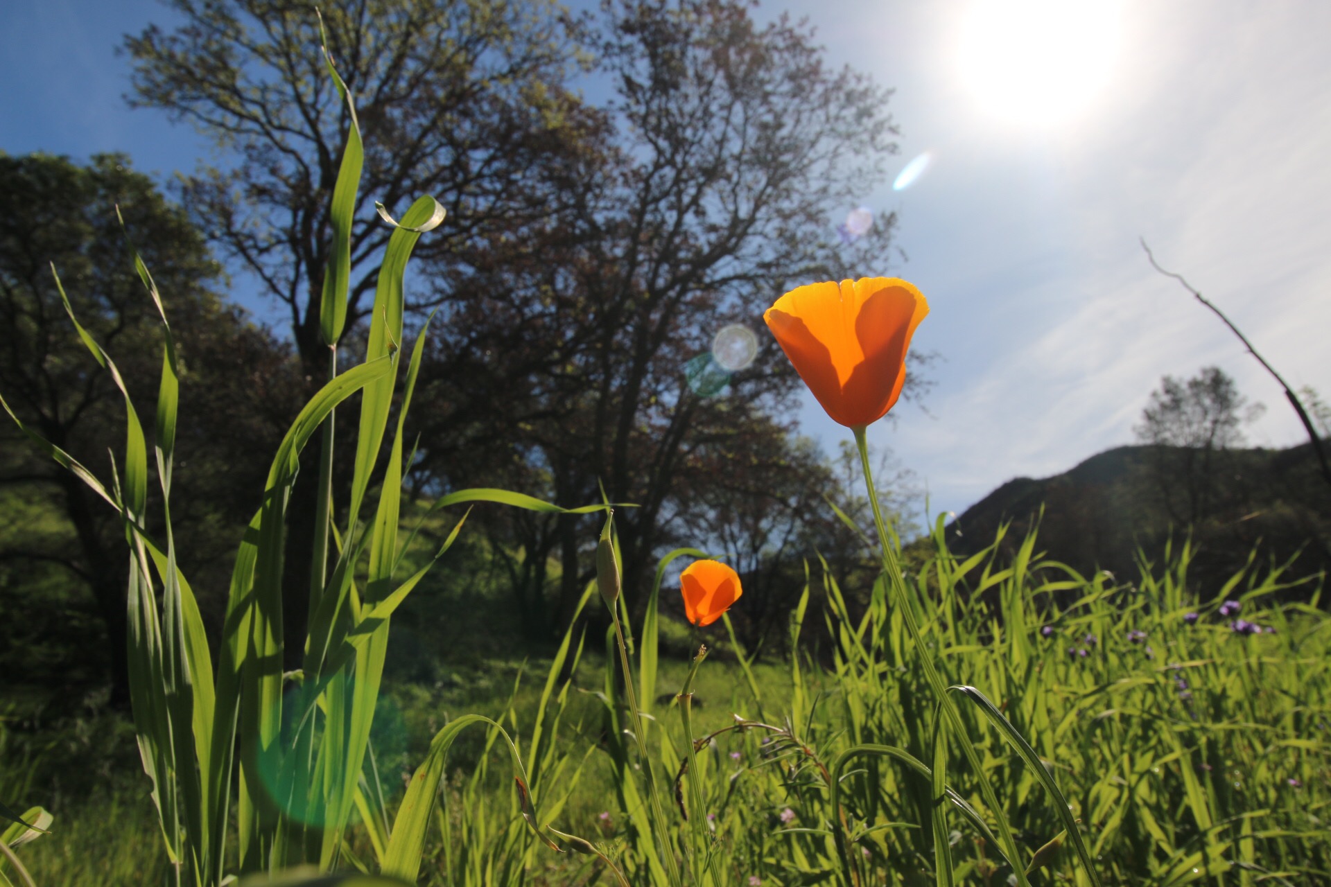 California poppy in field