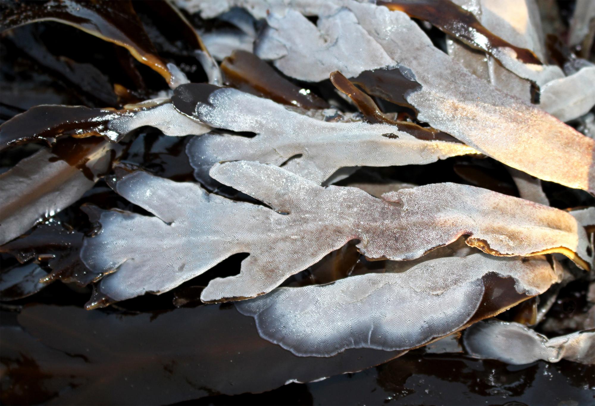 Bryozoans on kelp