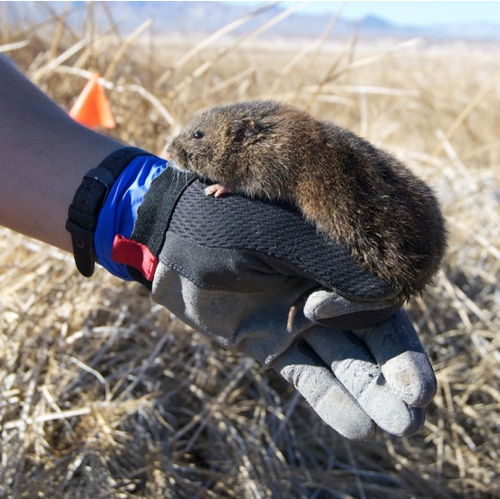 Amargosa vole