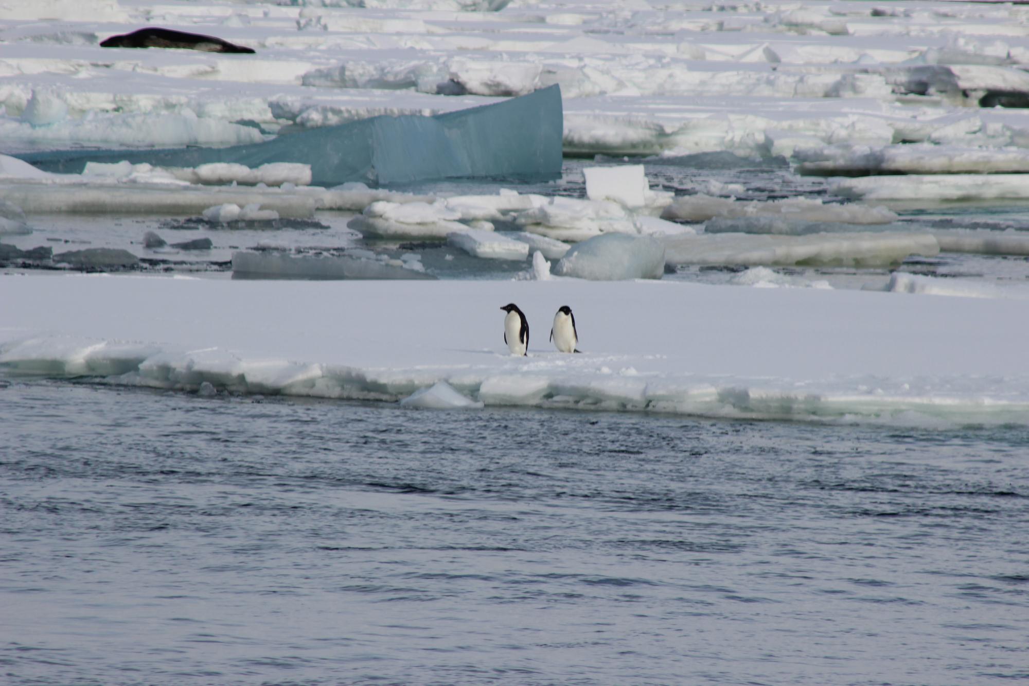 Adelie penguins in Antarctica