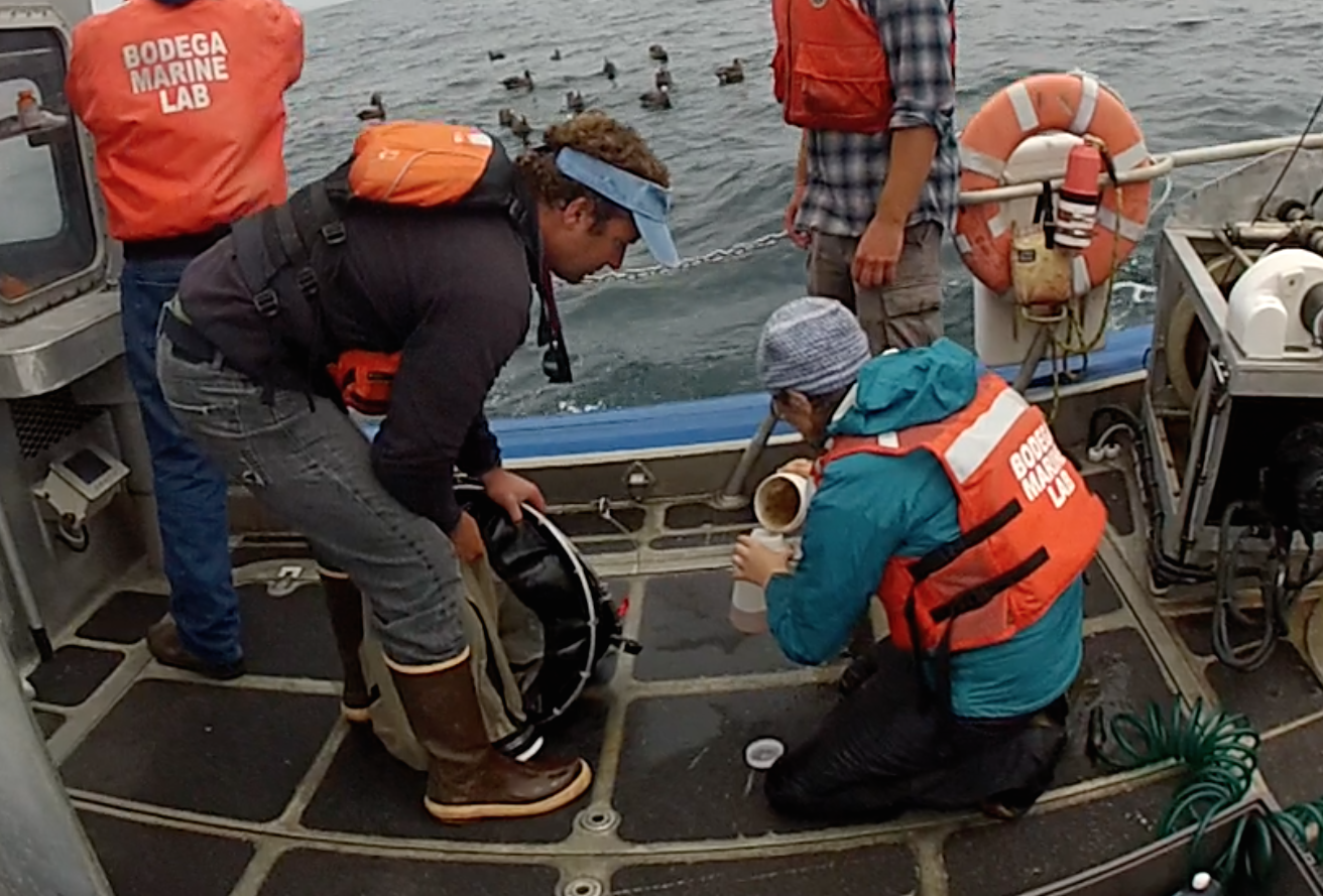 scientists collect foraminifera