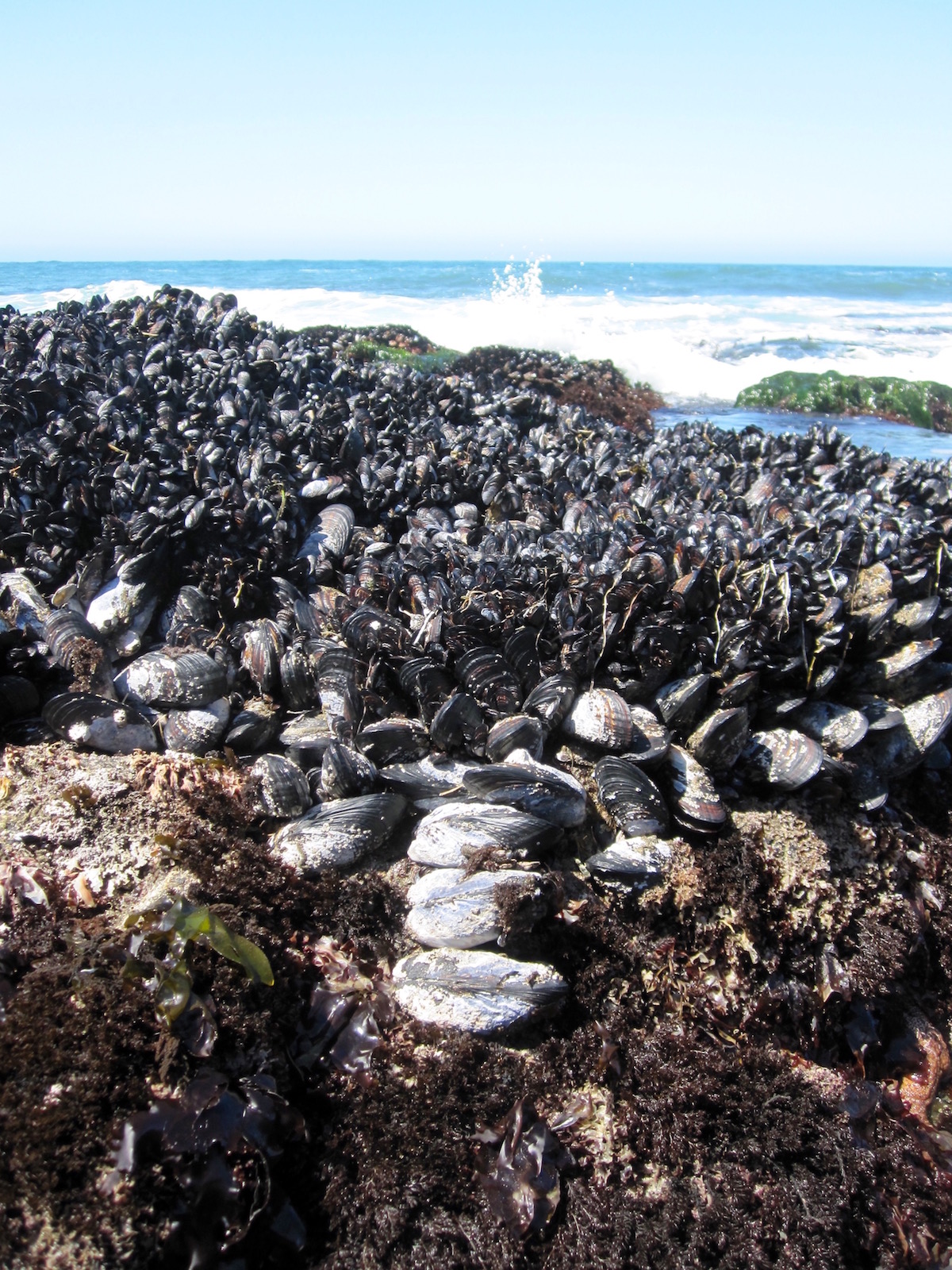 mussel beds