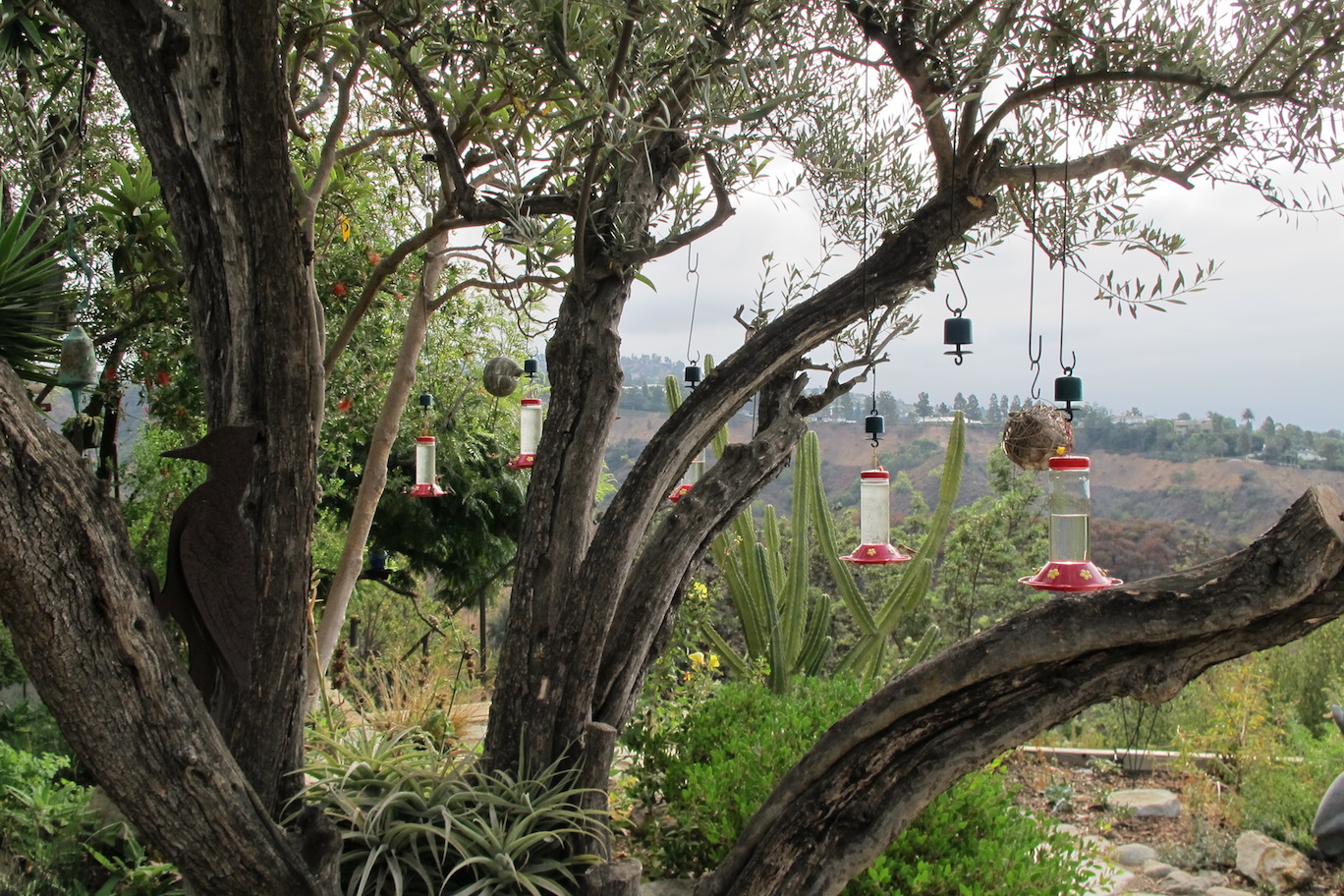 hummingbird feeders hang from tree