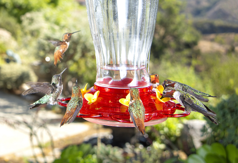 hummingbirds at feeder