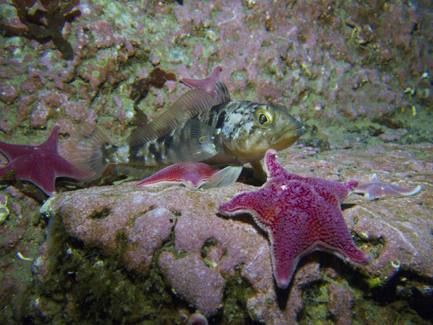 Emerald rockcod and sea stars