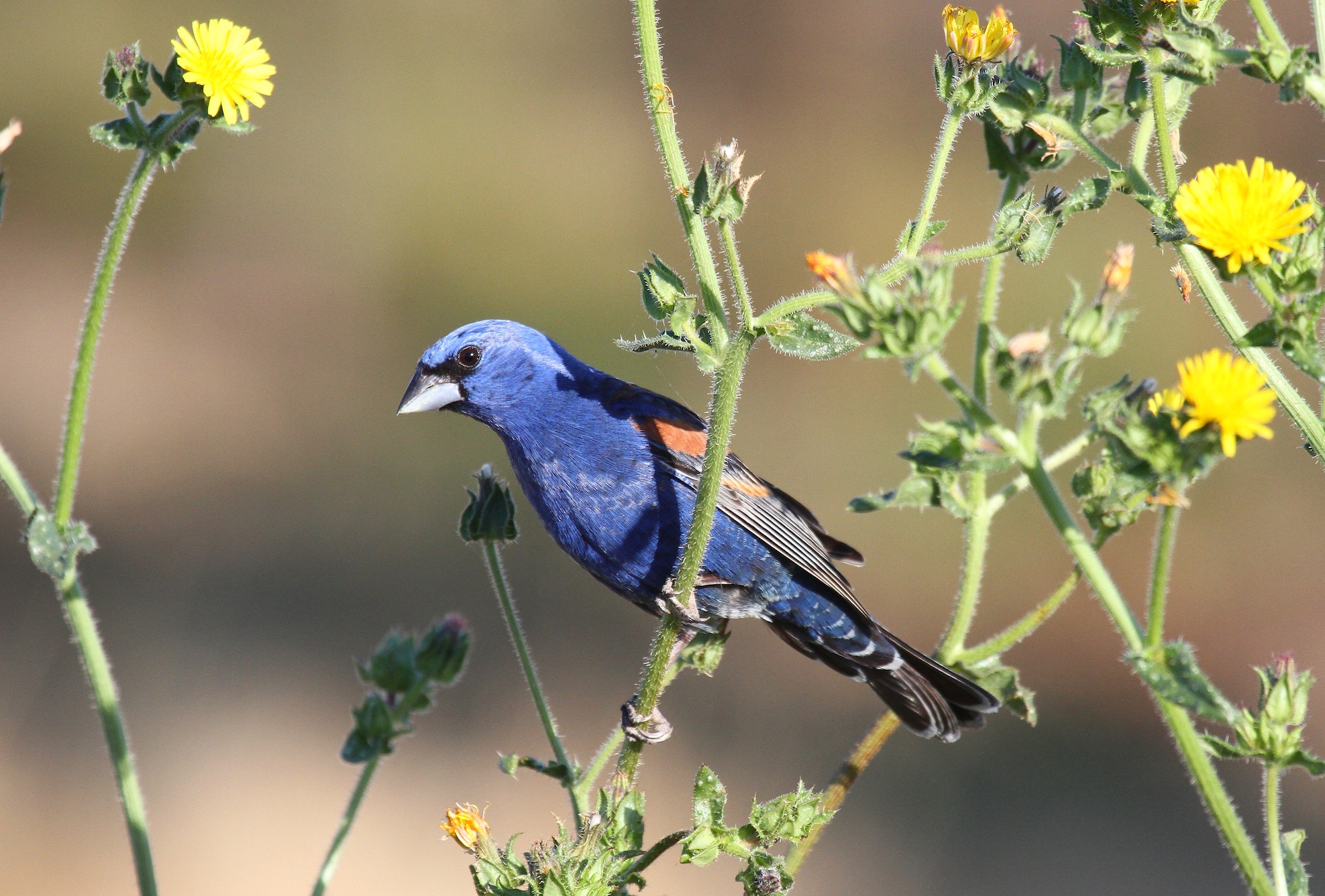 Blue Grosbeak bird