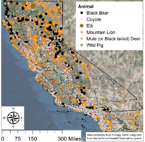 roadkill map