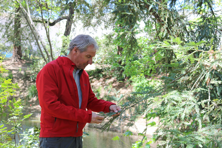 Man looks at redwood tree needles