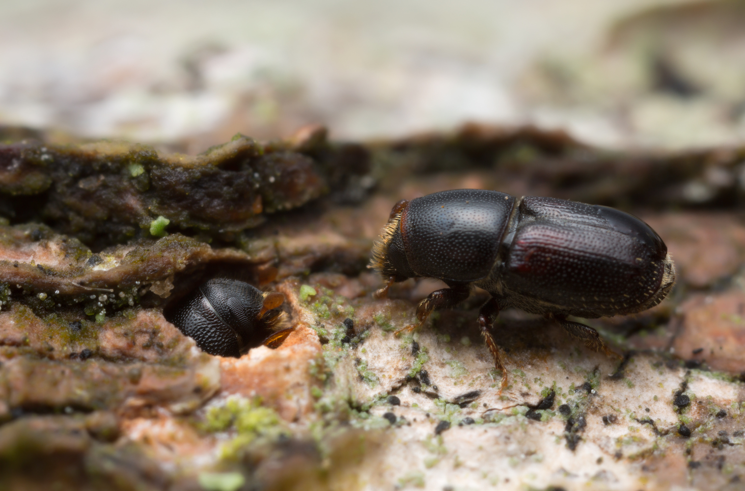 Bark Beetle