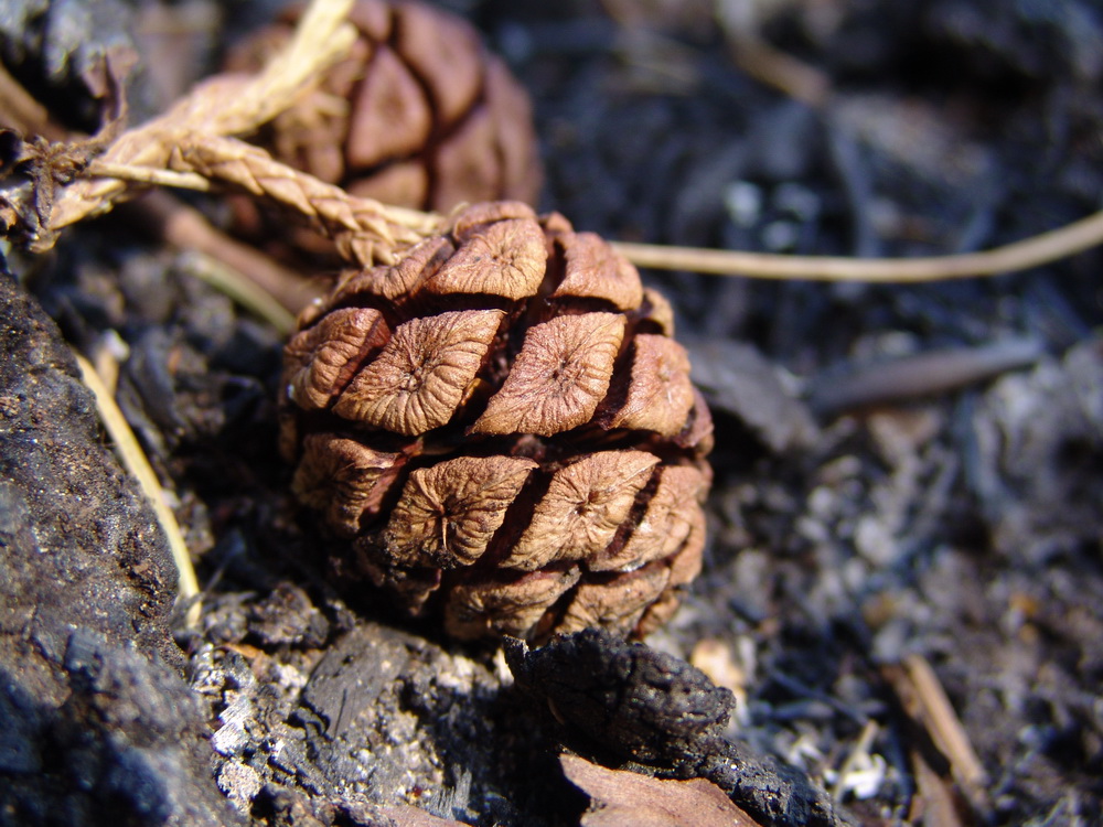 giant sequoia cone