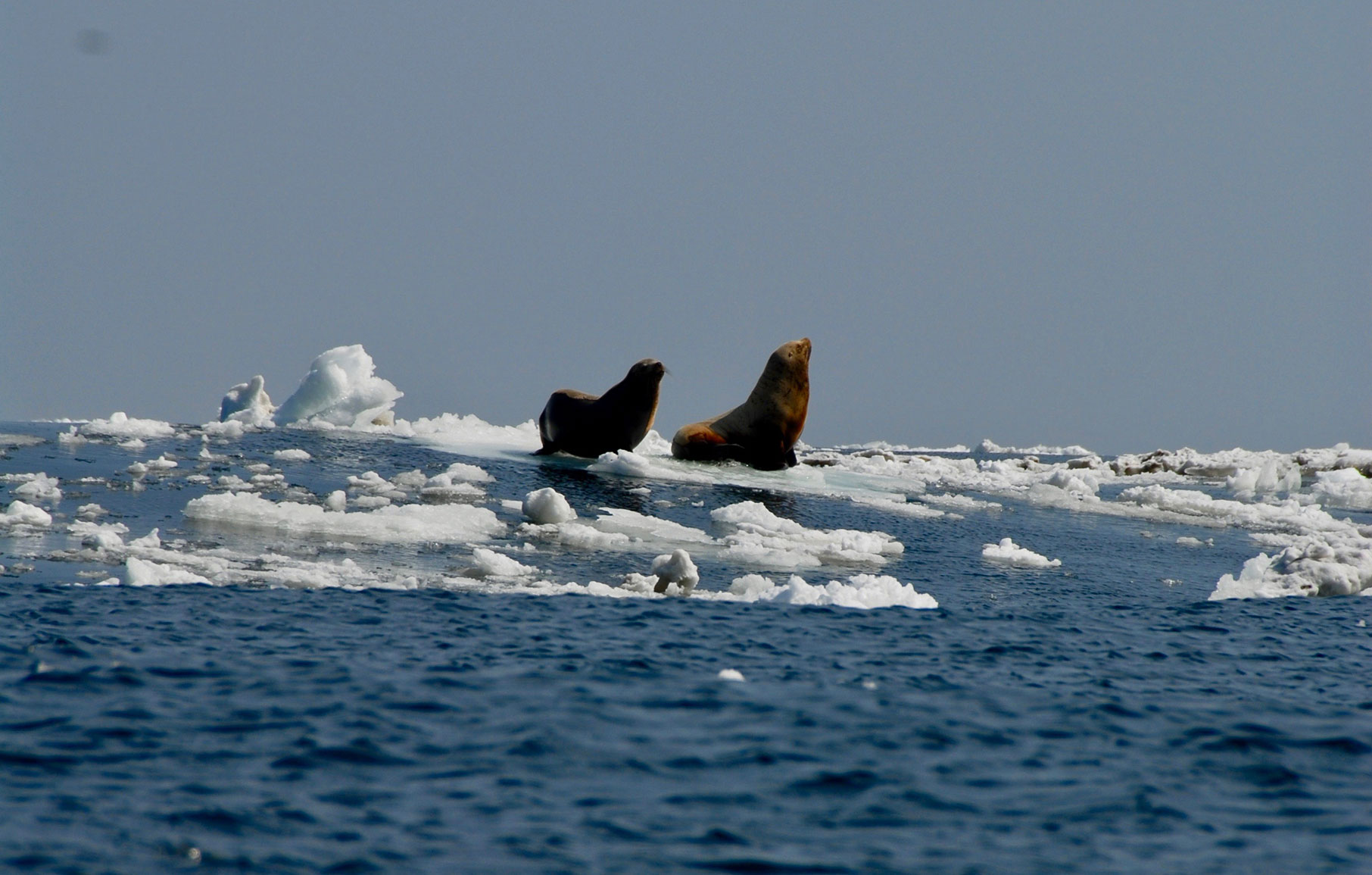 Steller sea lions