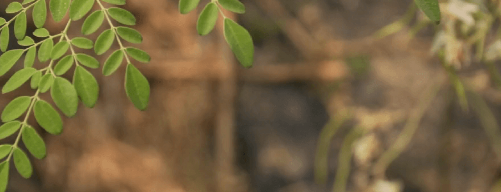 branches of moringa 