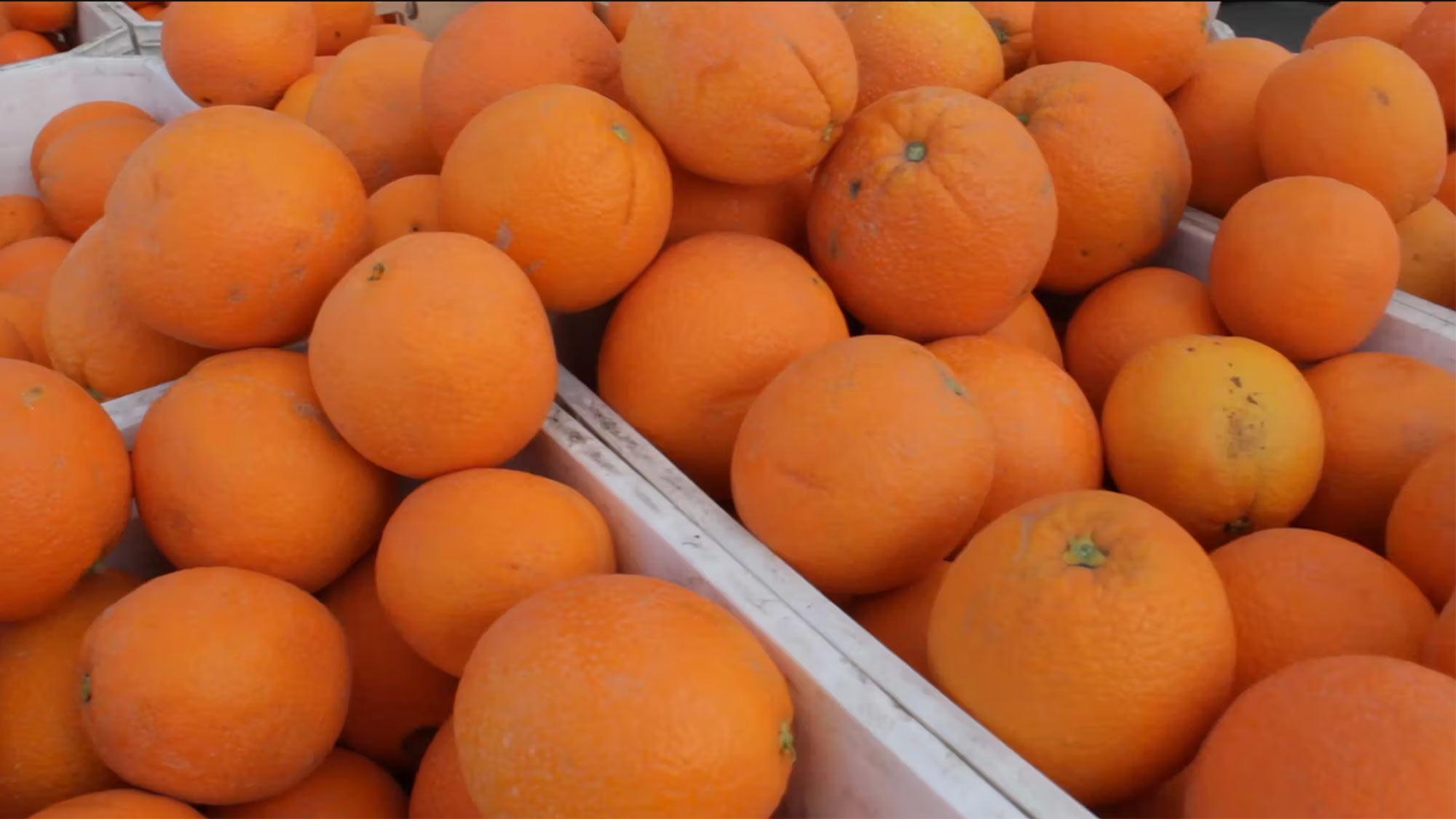 A pile of oranges overflowing a food bin