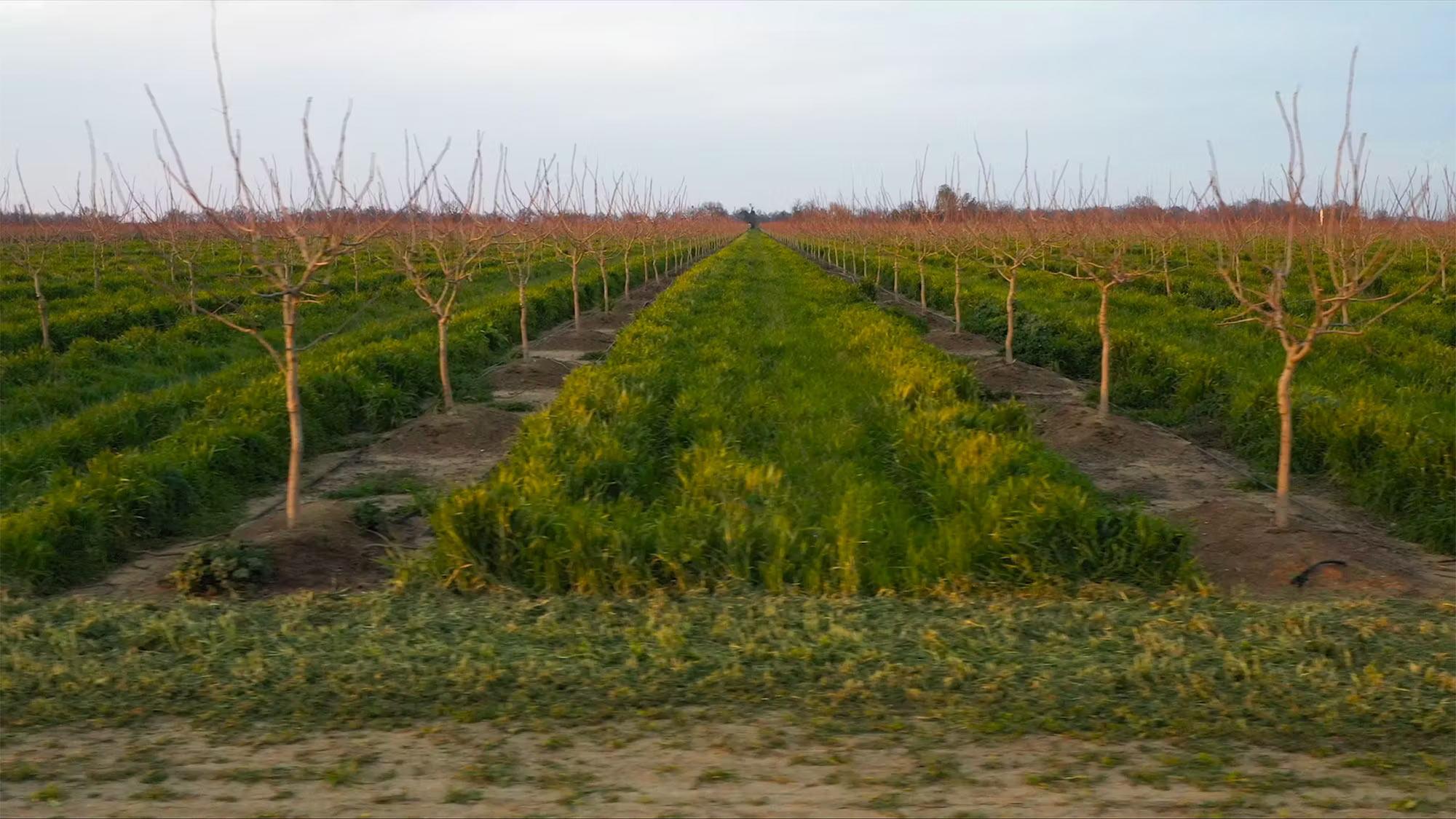 A photo of a young orchard