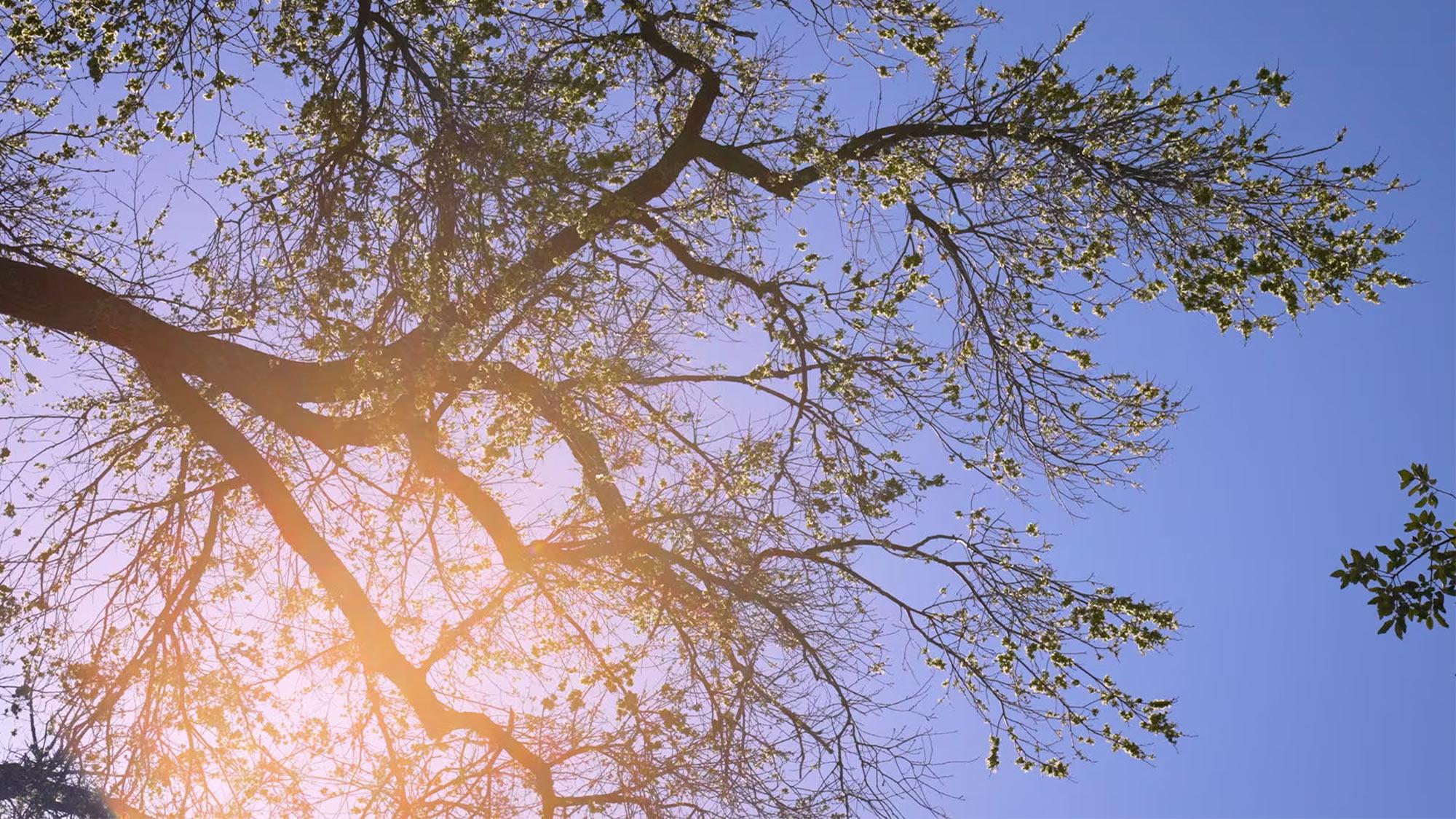 looking up at a budding oak tree