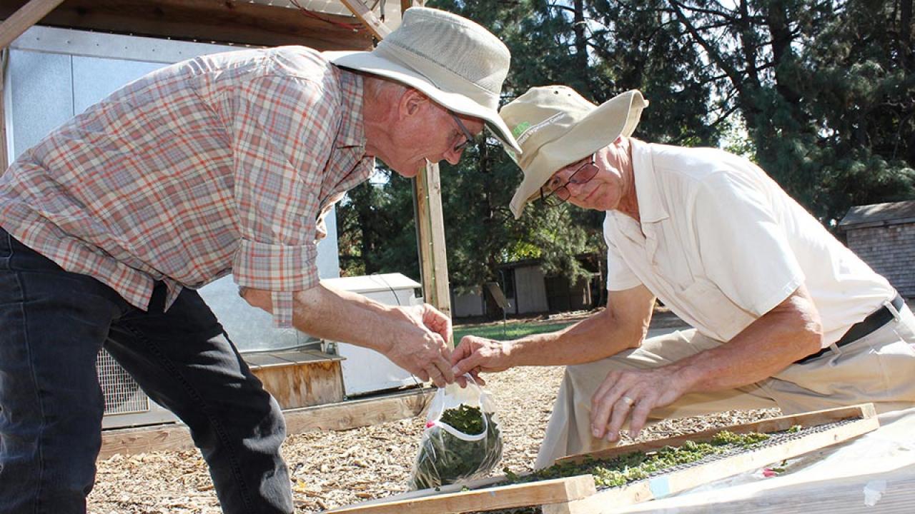 Two men in floppy canvas hats pick greens from a drying frame and place them in a plastic bag.  