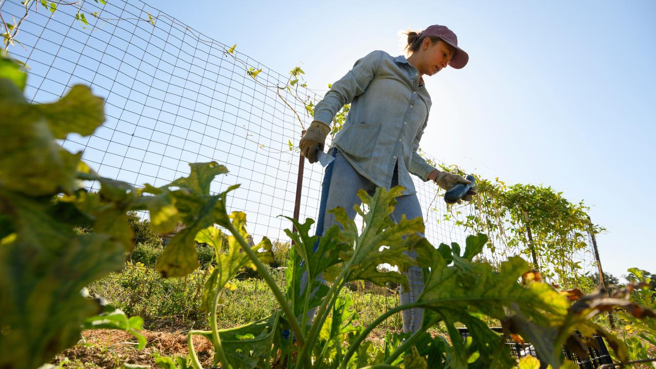 student working at farm