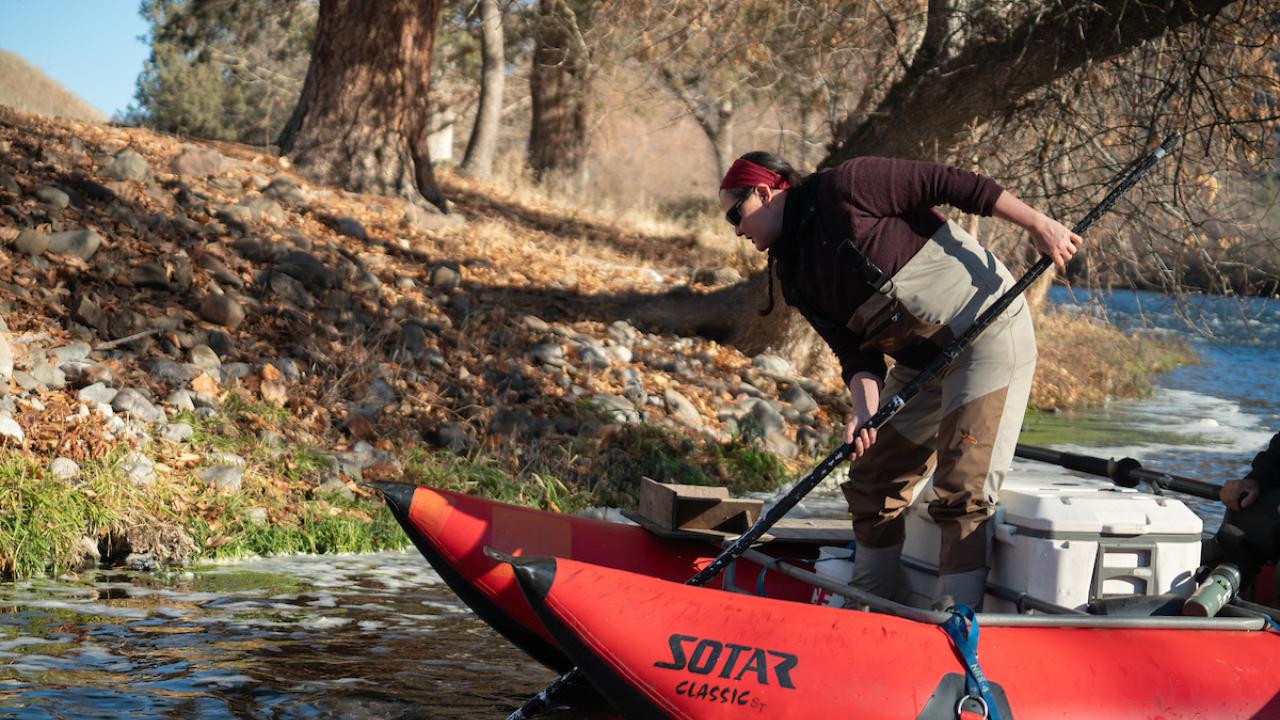 Leanne Knutson of Yurok Tribe leans over red pontoon boat to scoop up dead salmon from Klamath River