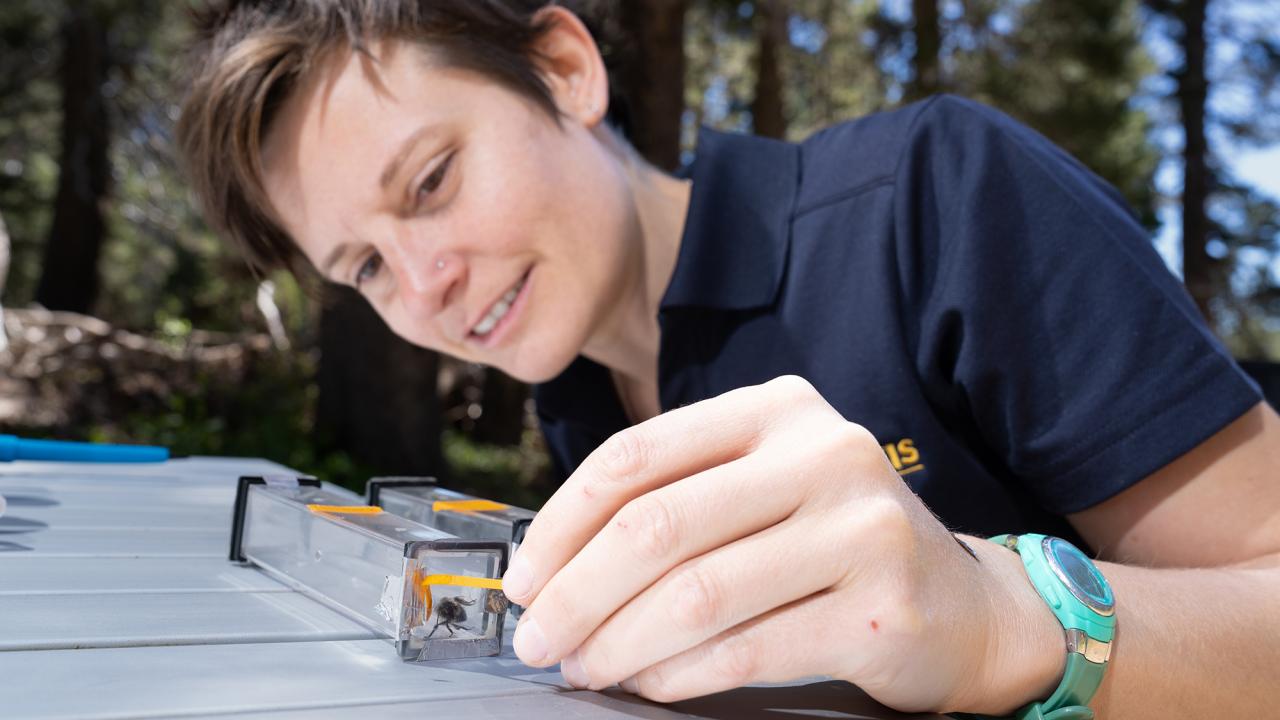 A woman in a dark blue shirt with short brown hair leans over a table outdoors. By her hand is a plastic tube with an insect inside. 