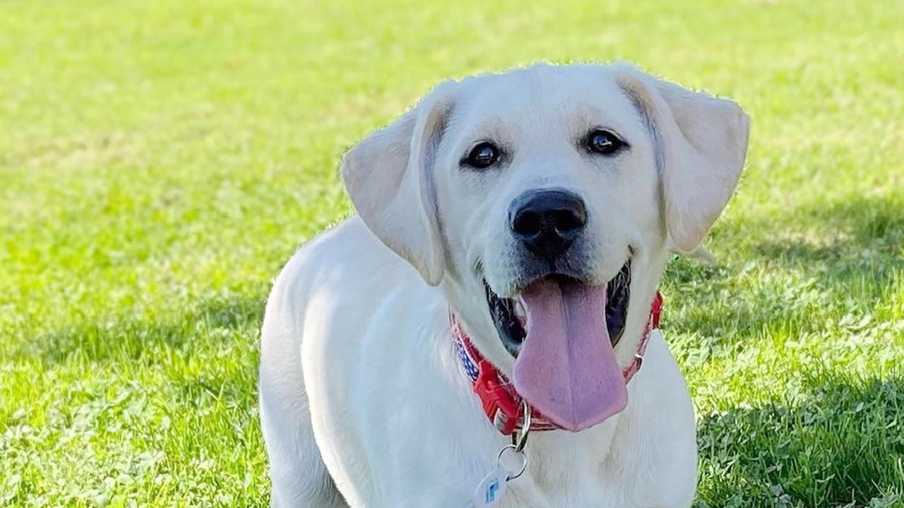 A closeup of Cali, a Labrador retriever, with her tongue hanging out