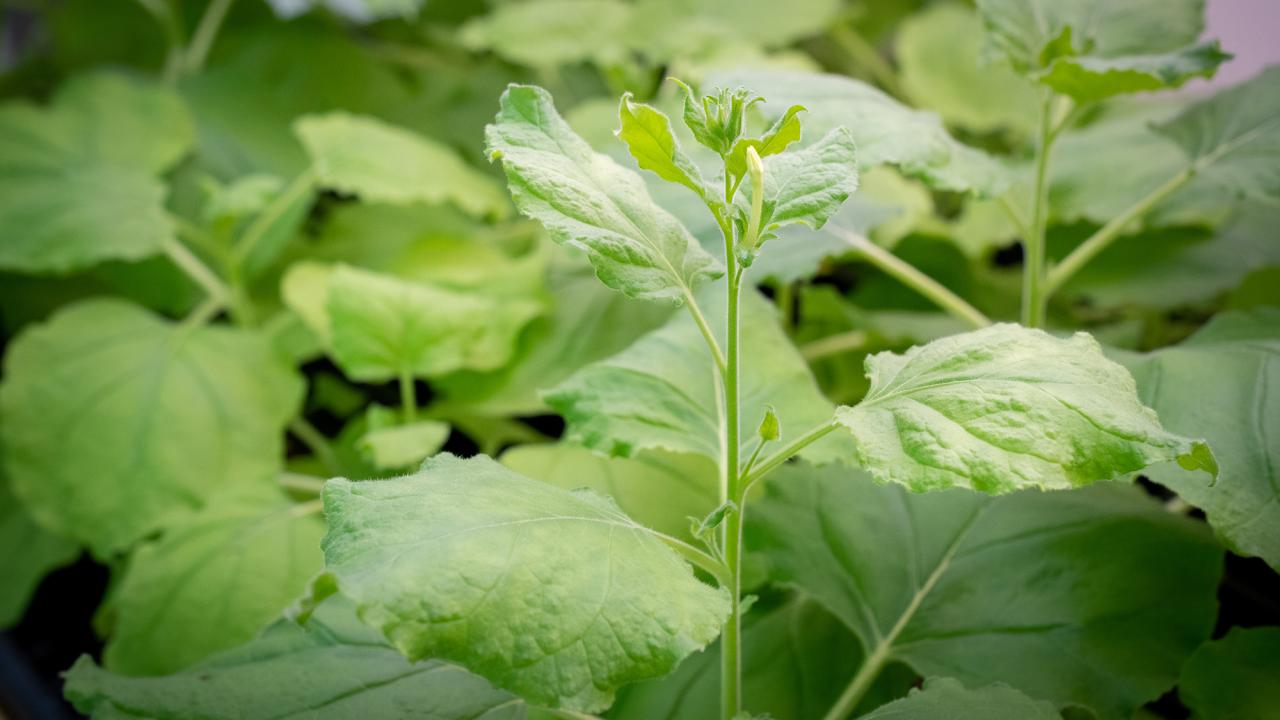 Green leafy plants