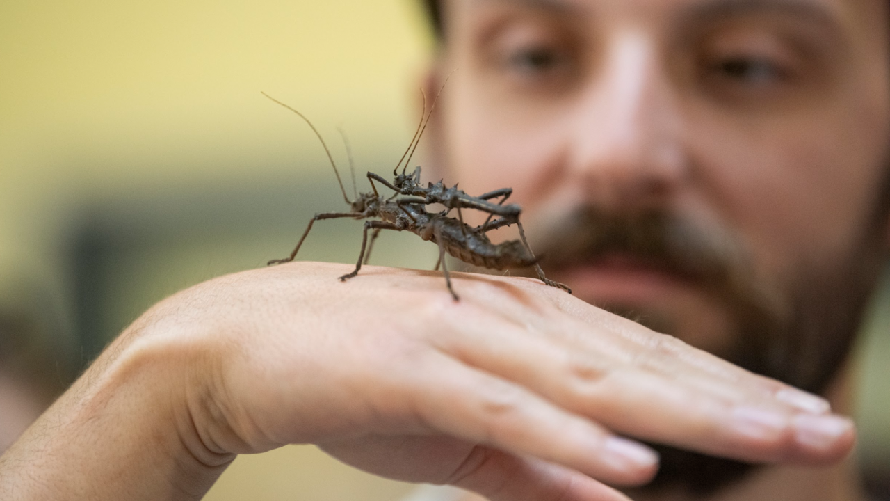 Attendees handle walking stick bugs at the Bohart Museum on Picnic Day.