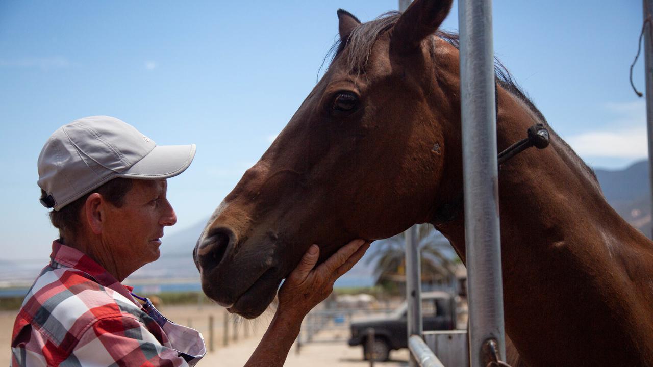 Woman pets a horse's face