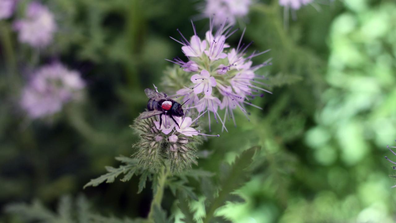 Blue orchard bee rests on purple flower