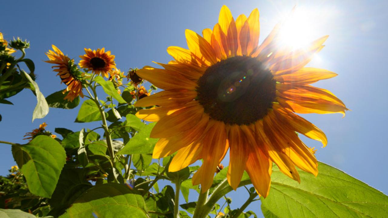 close up of a sunflower in a field