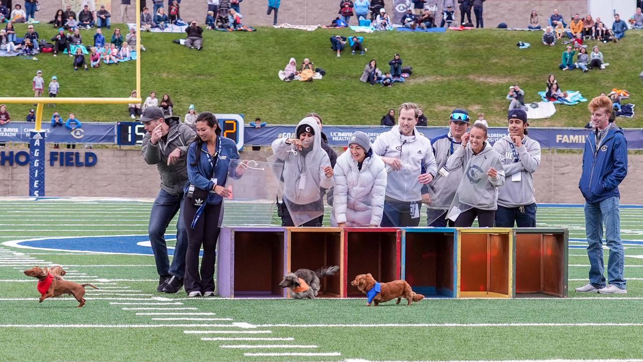 Doxie Derby at football game.