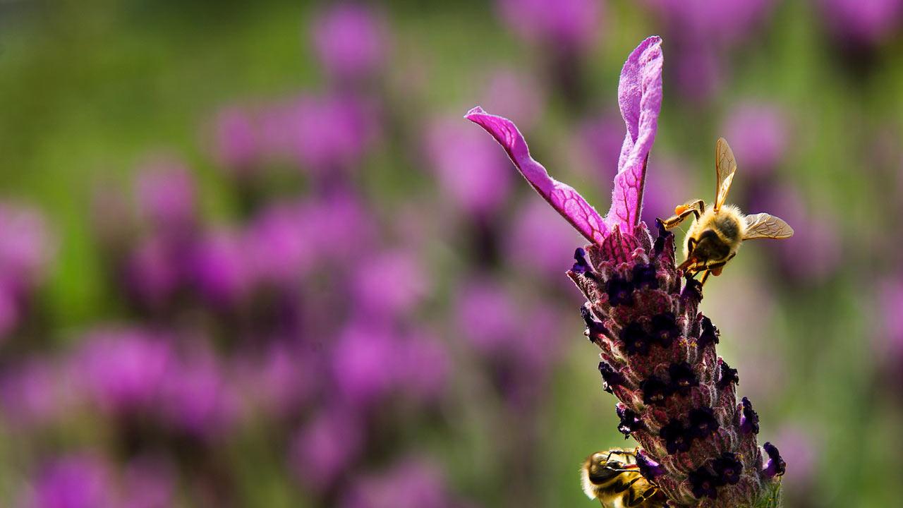 A be roots around a lavendar bloom to remove nectar in the Haagen Dazs Bee Haven on the UC Davis campus