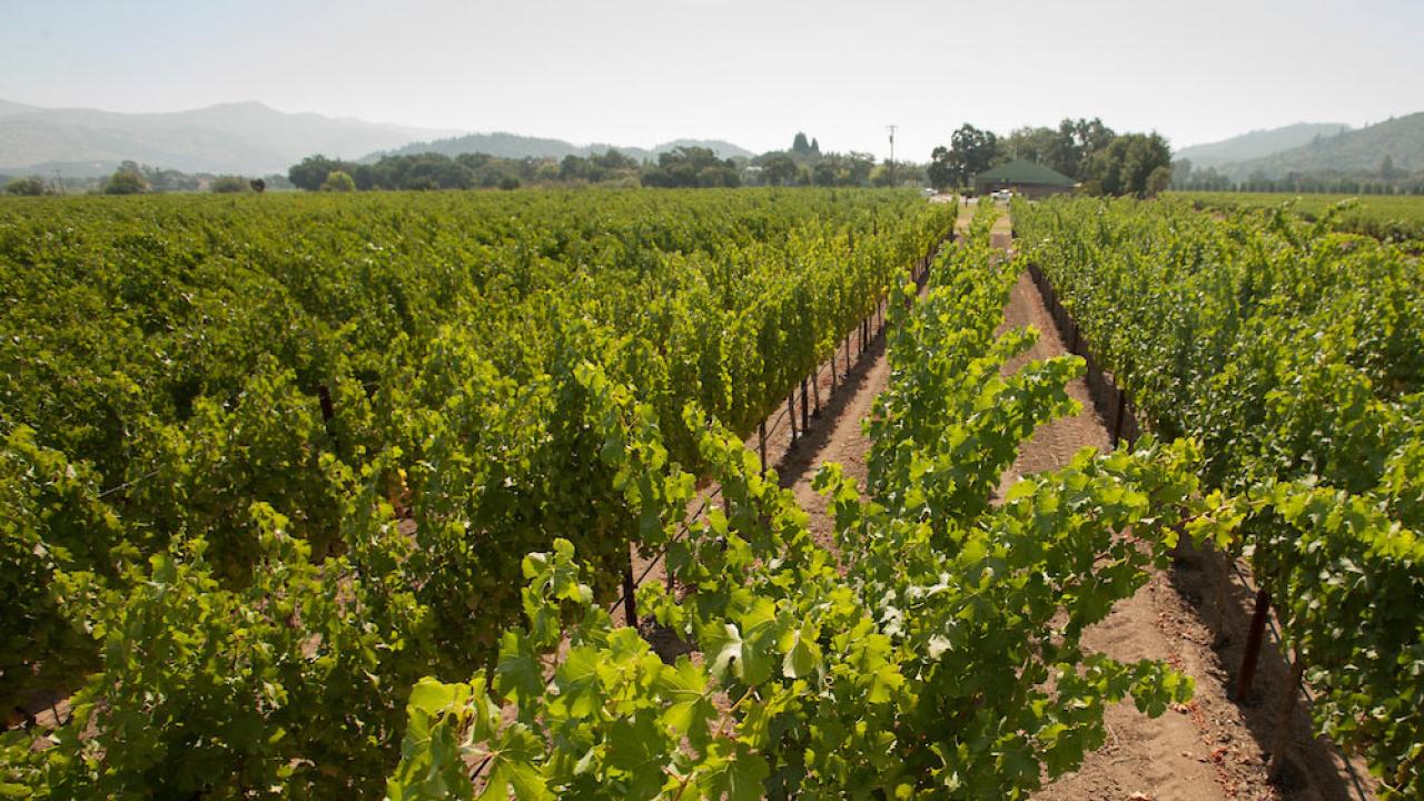 An aerial view of a vinyard in California's Napa Valley