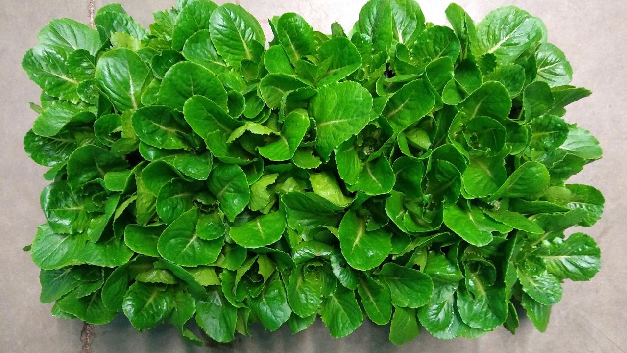 Rectangular planter full of romaine lettuce, seen from above. 