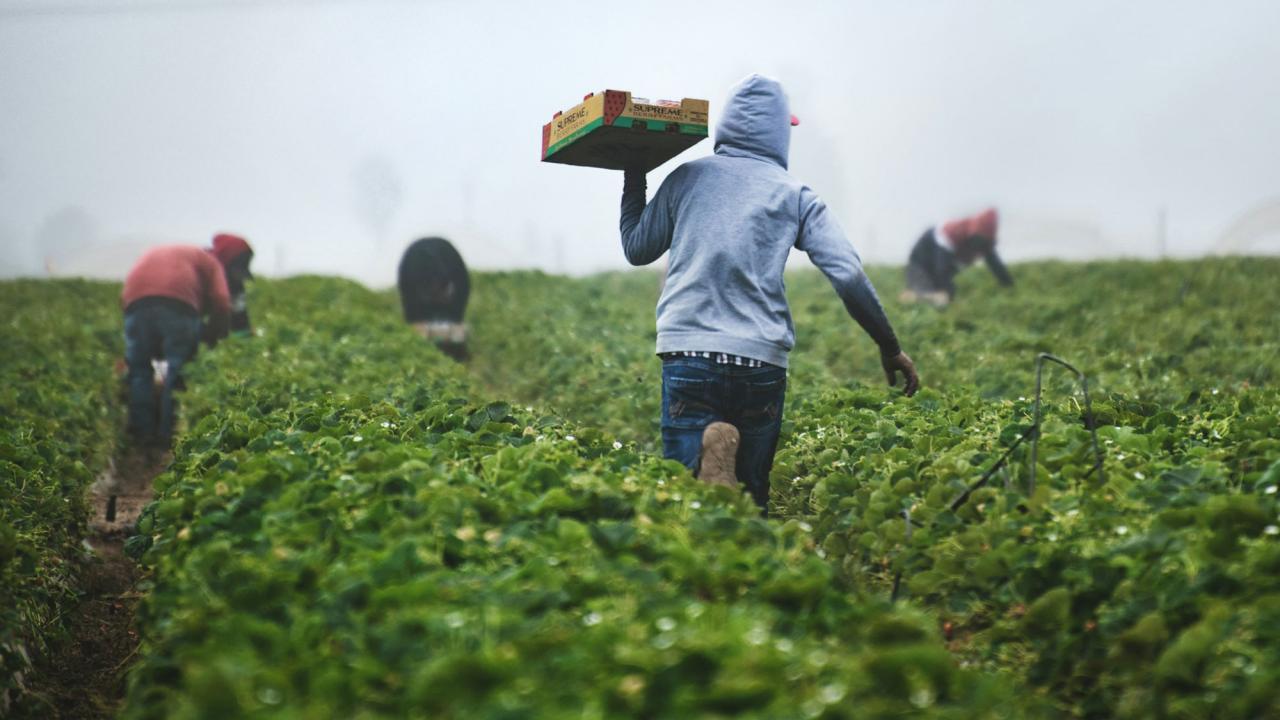 Man in green farm field