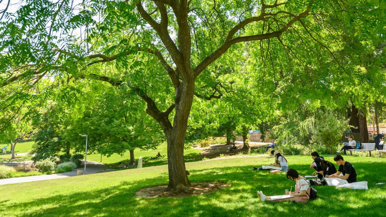 Students study below a large oak tree in the UC Davis Arboretum