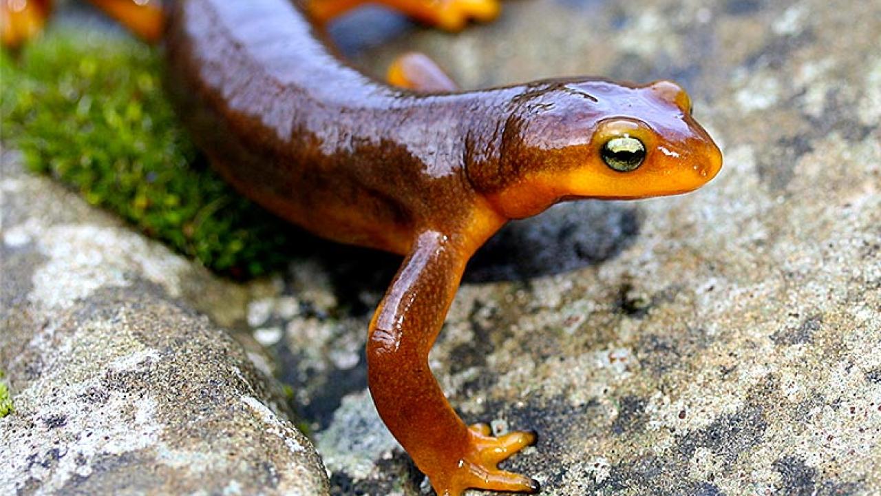  Closeup of a California newt