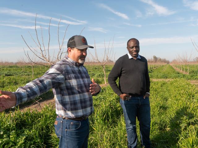 ullseye Farms orchard manager Nick Edsall, left, with UC Davis Agricultural Water Center Director Isaya Kisekka. Kisekka is researching the ability of cover crops to increase soil moisture and groundwater recharge. (Greg Urquiaga/UC Davis) They stand in a row of green cover crops in an orchard full of young pistachio trees.