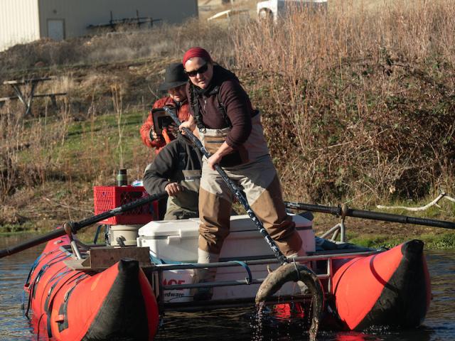 Leanne Knutson of Yurok Tribe scoops a dead fish from Klamath River while standing in red pontoon boat