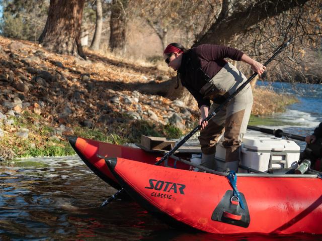 Leanne Knutson of Yurok Tribe leans over red pontoon boat to scoop up dead salmon from Klamath River