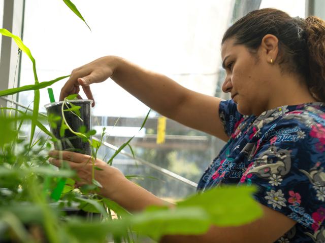 Pershang Hosseini examines a specimen in her lab