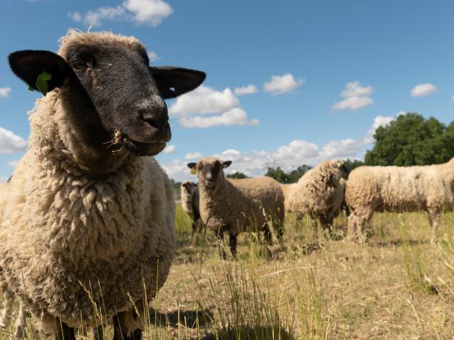 A sheep's face with some sheep behind it