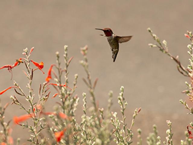 a hummingbird flutters above a bunch of flowers along the uc davis arboretum