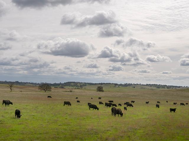 cows grazing in field