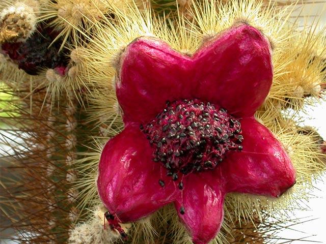 close up of a unique flower at the botanical conservatory