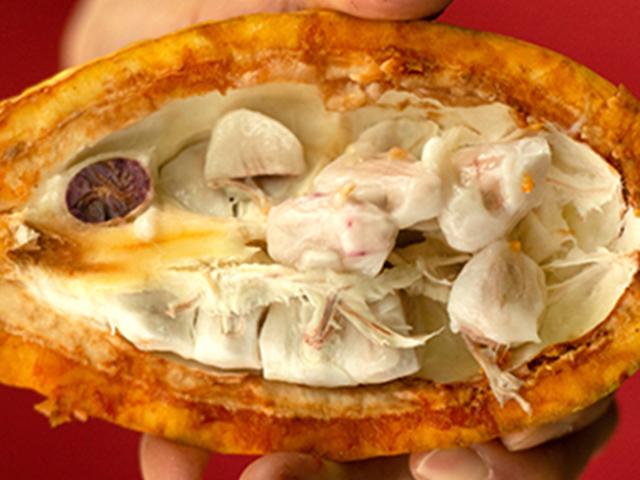 cacao-seed-pod