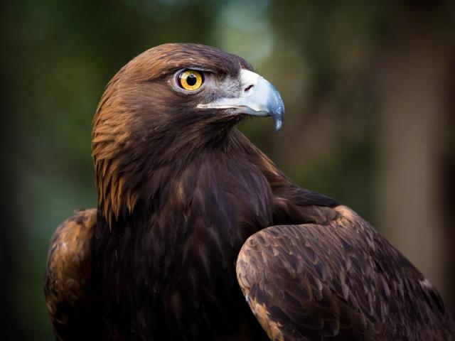 close up of a golden eagle from the California Raptor Center